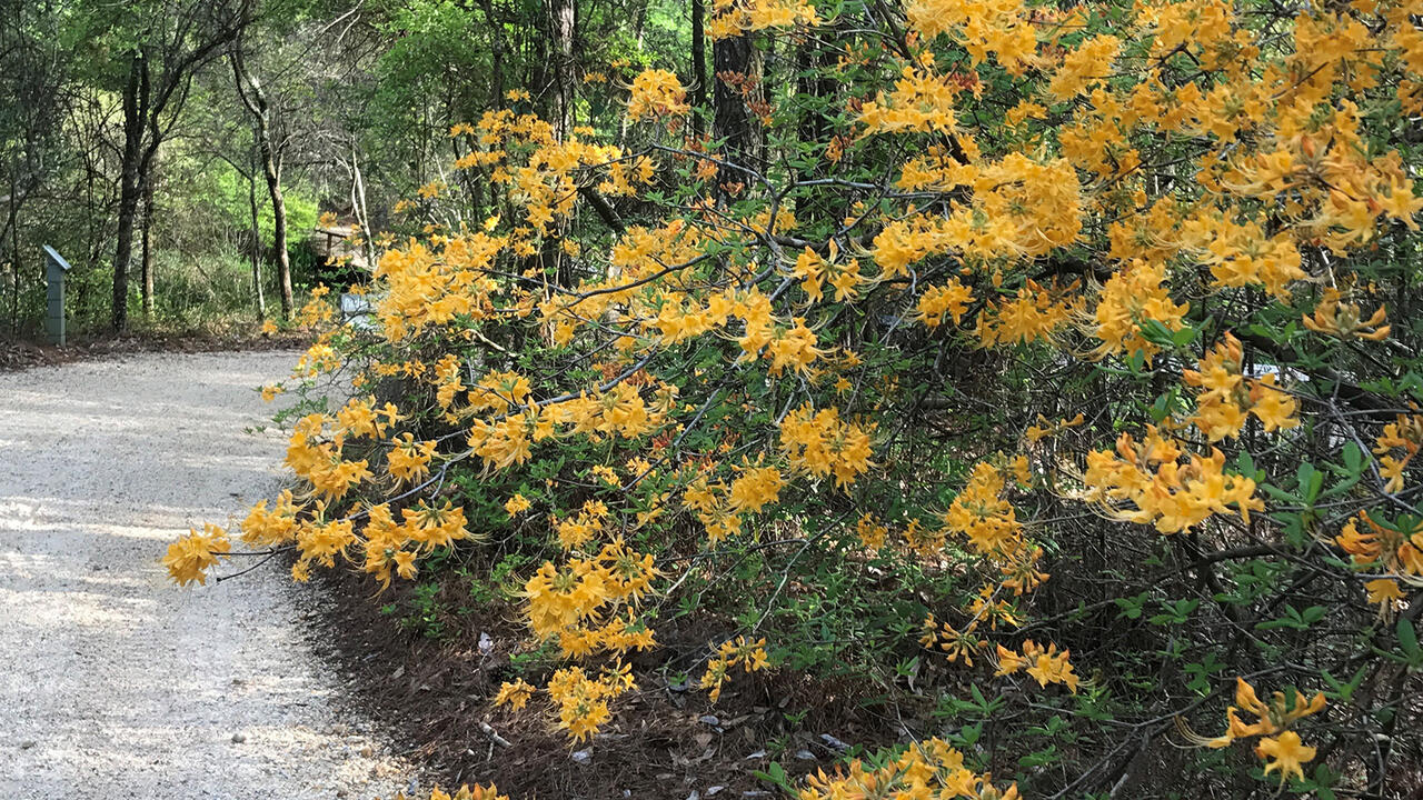 A bush has dozens of light-orange blooms.