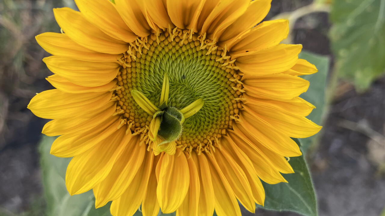 A large, yellow bloom.