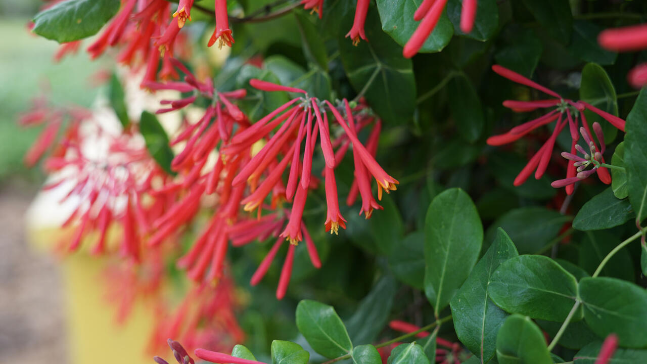Numerous red, trumpet-shaped flowers bloom on a vine.