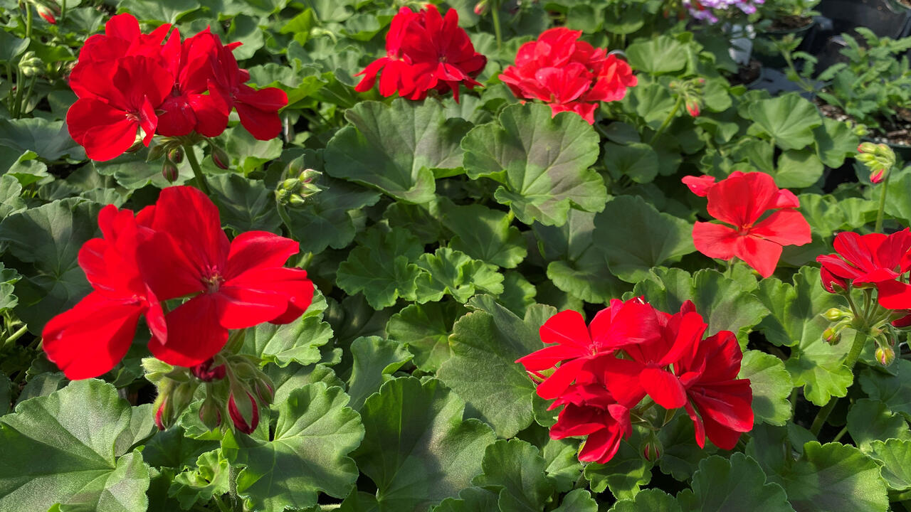 A cluster of red blooms is surrounded by green leaves.