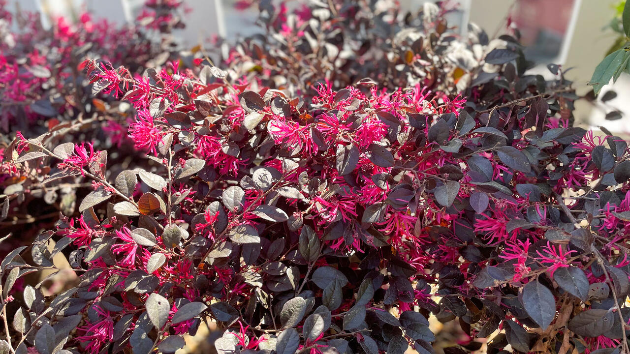A dark shrub is covered in pink blooms.