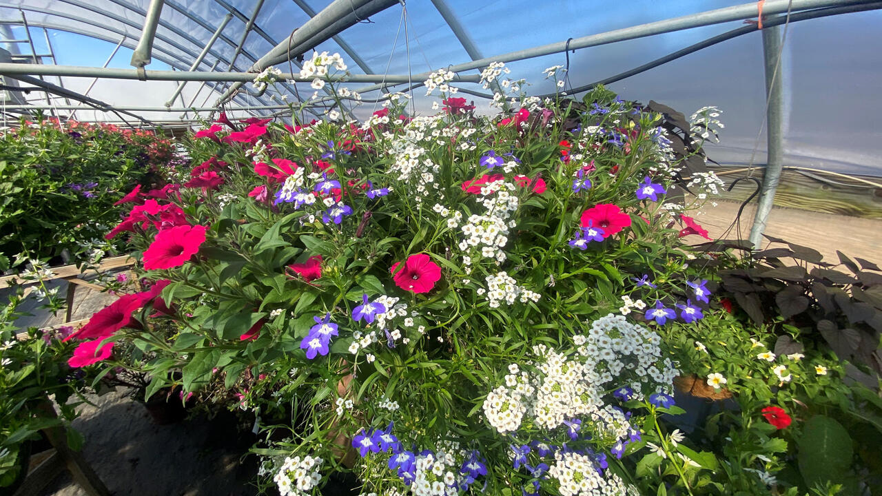 Red, white and purple flowers bloom above foliage.