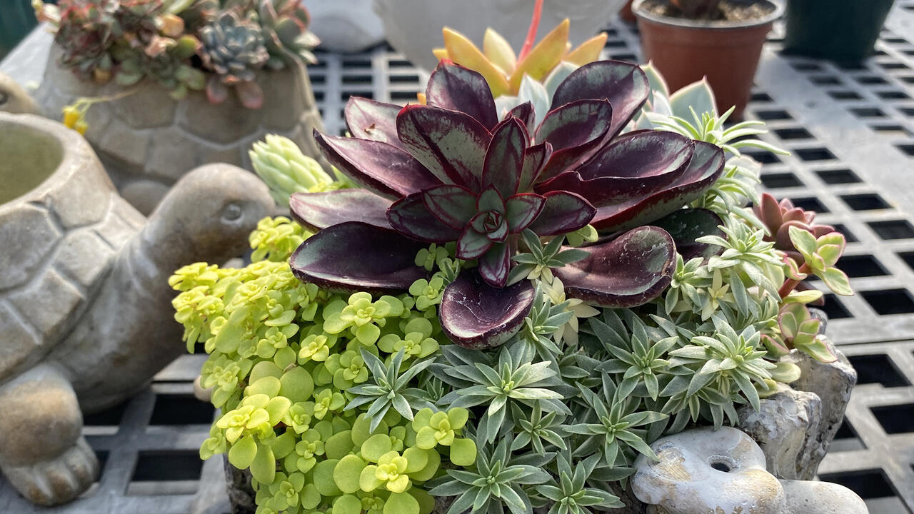 Colorful small plants fill a container.