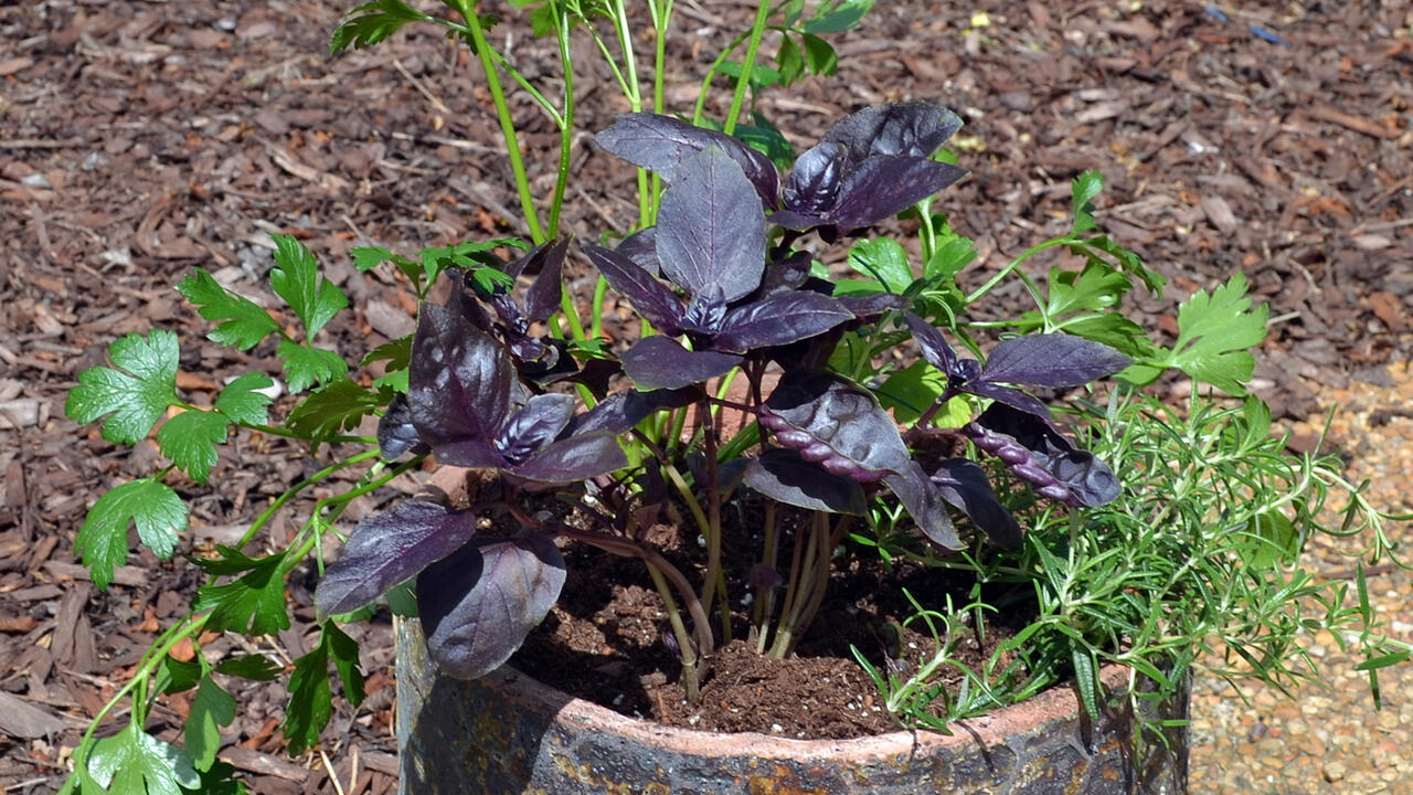 Green and purple herbs grow in a garden container.