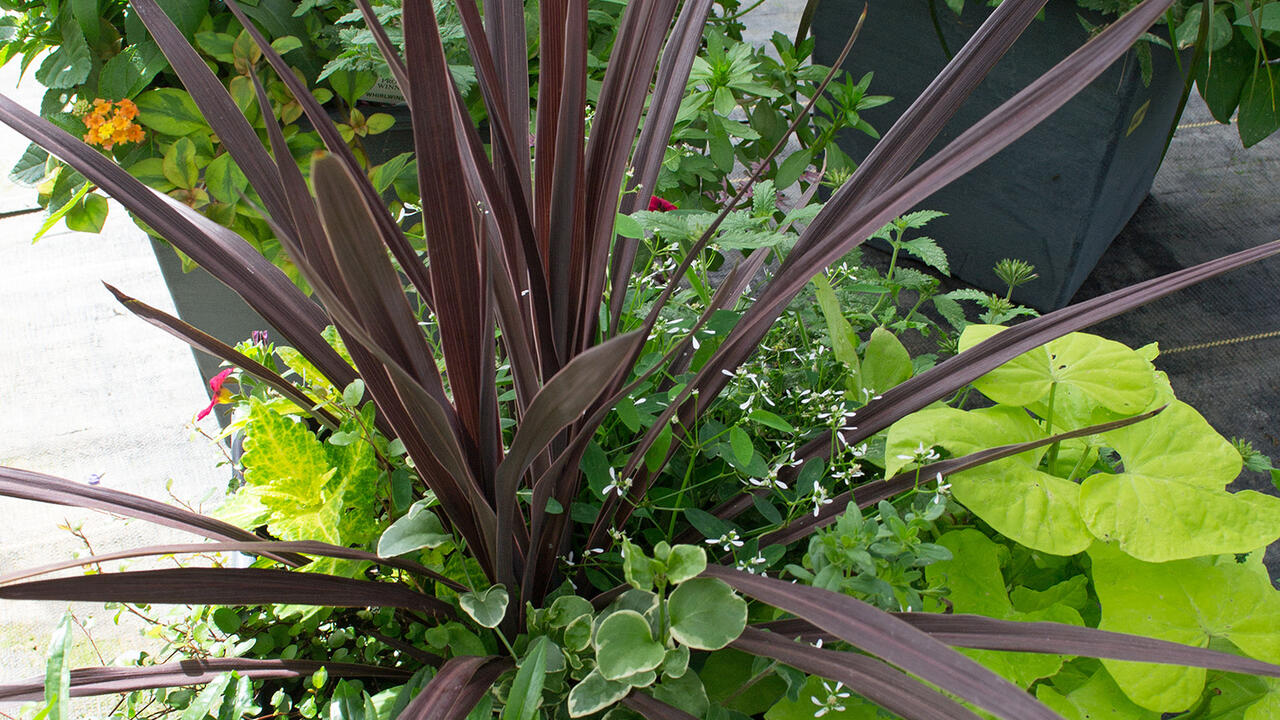 Purple sword-like leaves grow from a container of green leaves.