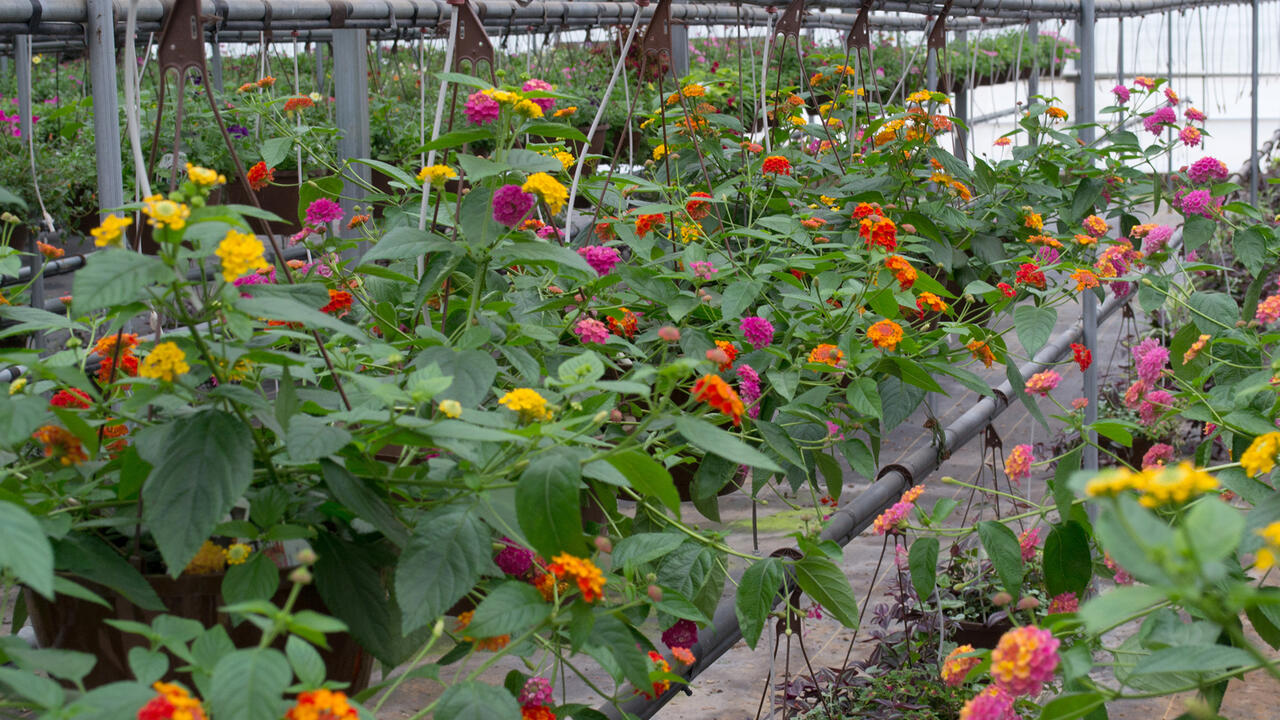 Multi-colored flowers bloom on rows of hanging plants.