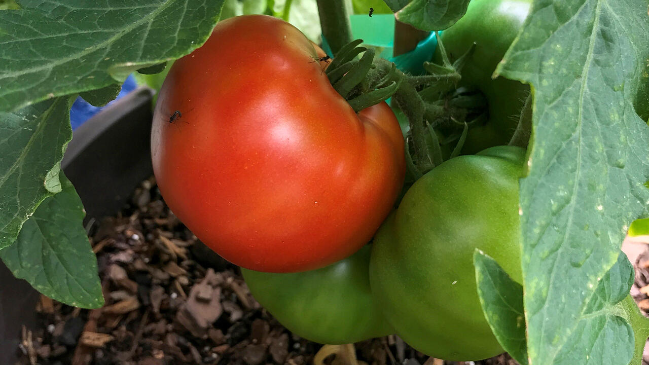 A large, red tomato is next to green tomatoes.