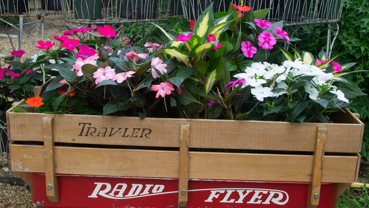 Plants with colorful flowers fill a child’s wagon.