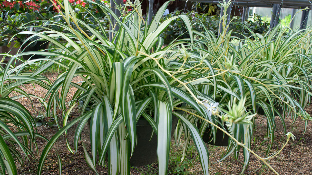 A row of containers grows light green plants.