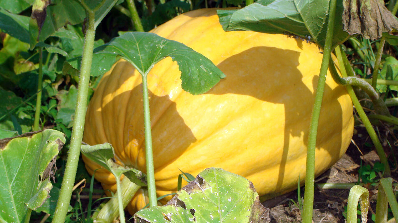 Plant in July to grow pumpkins of any size | Mississippi State