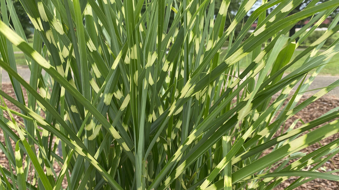 Grass blades are green with random yellowish patches.