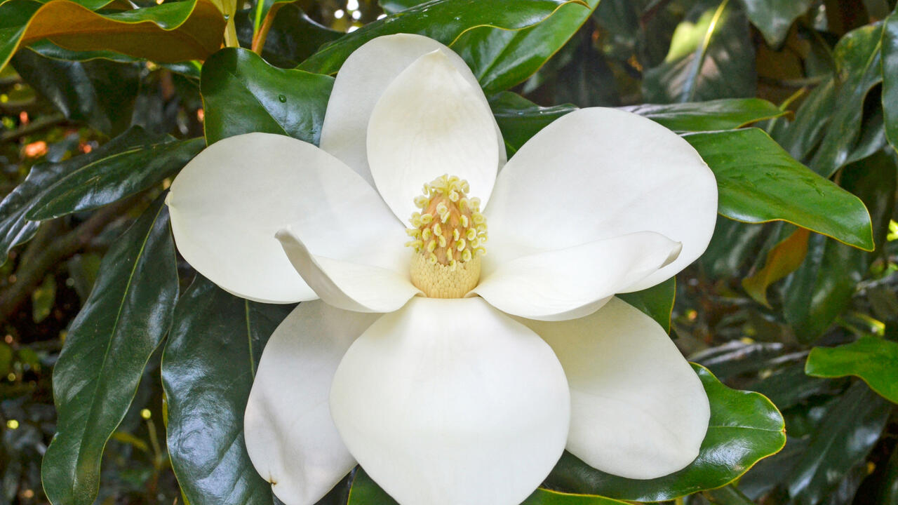 A large, creamy white bloom has a woody, yellow center cone.