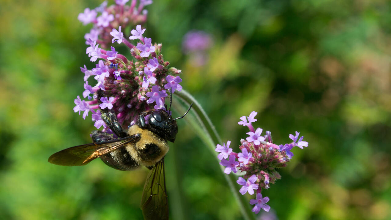A bee hangs onto the bottom of a cluster of tiny, purple flowers.