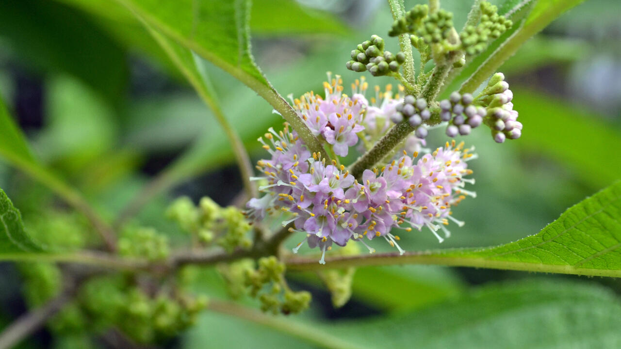 Delicate, pink flowers and tiny, green berries line a branch.
