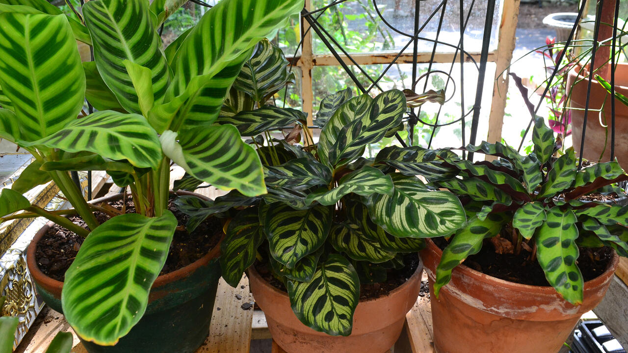 Three potted plants have green leaves with stripes or spots.
