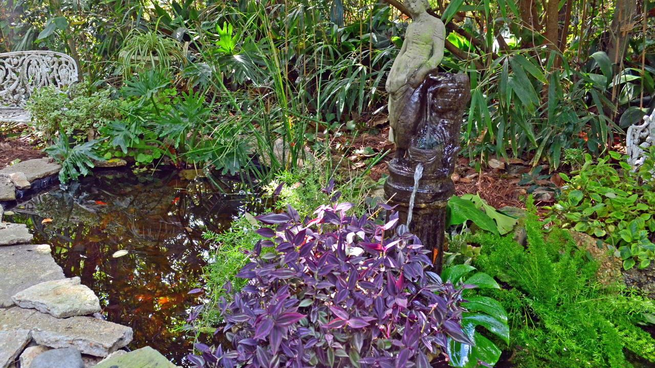 A small, garden pond is surrounded by plants.