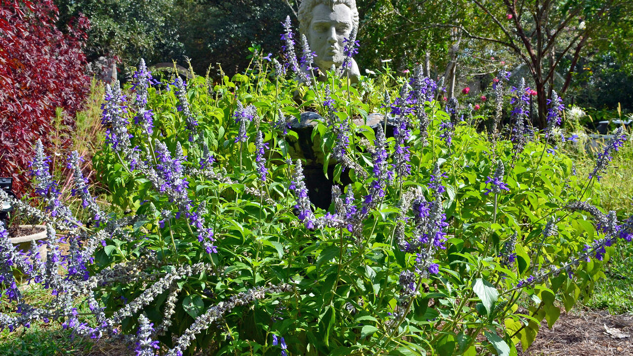 A garden bust is surrounded by a bush covered with purple flowers.
