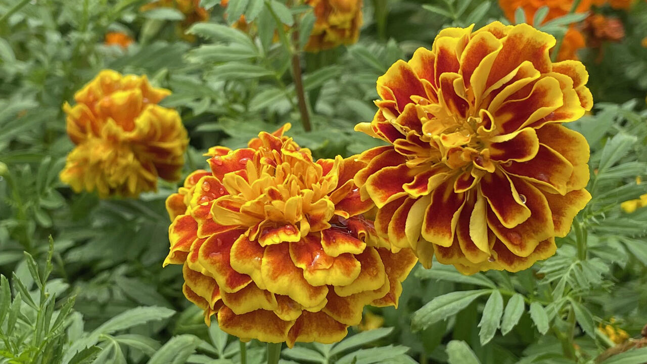 Round, yellow flowers with orange highlight.