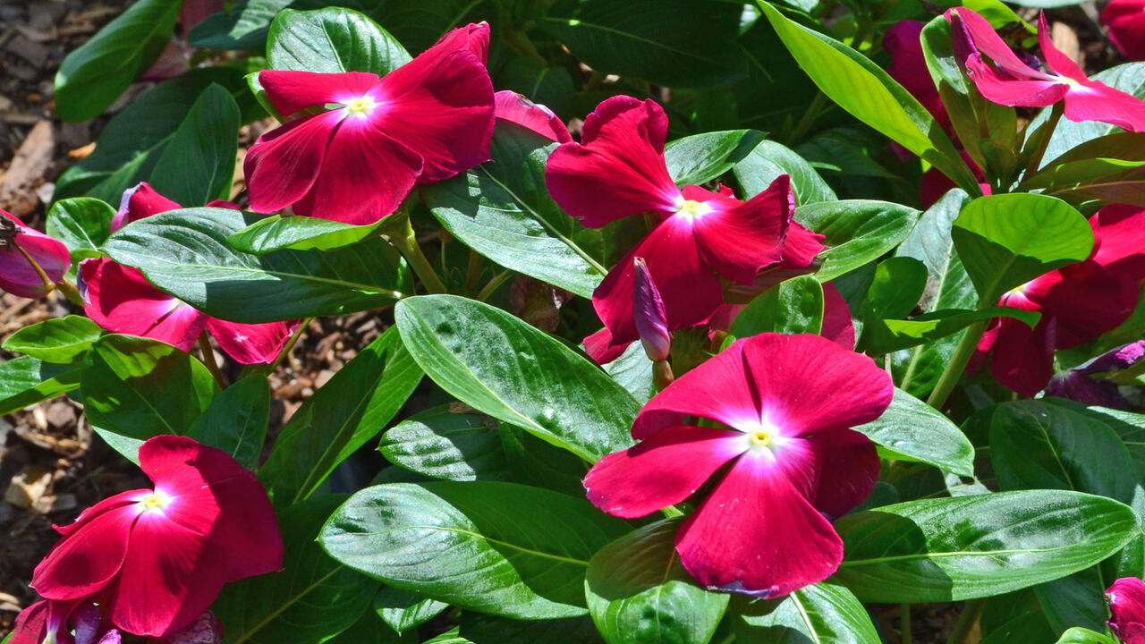 Dark pink flowers cover green plants.