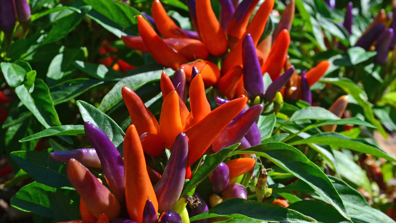 Red and purple peppers grow upright on green foliage.
