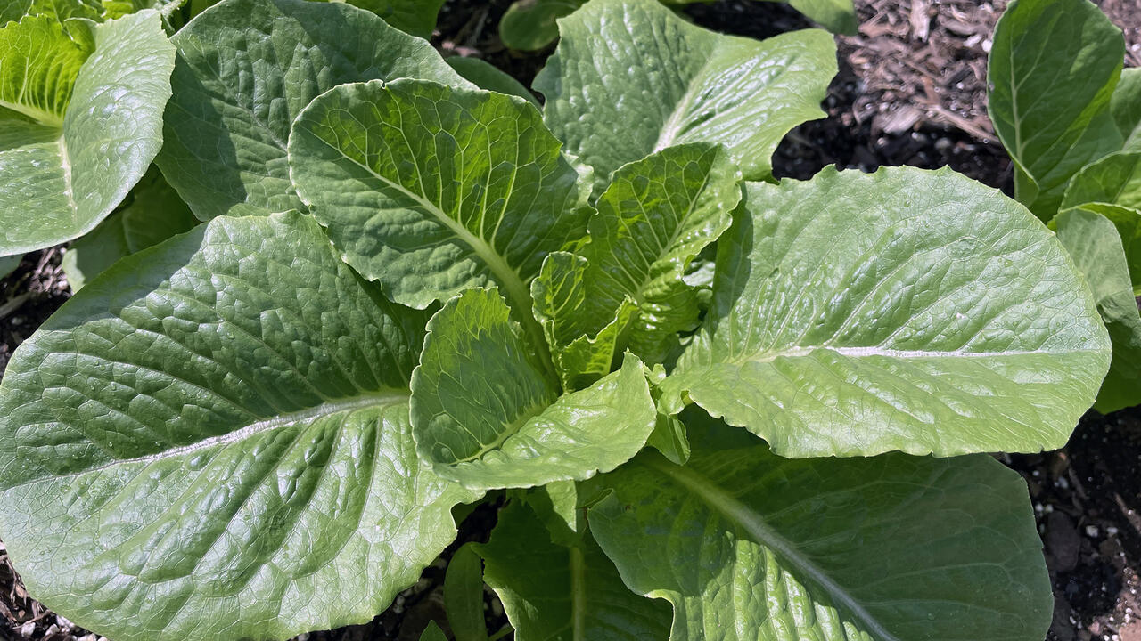 An Ideal cos romaine lettuce plant has green leaves.
