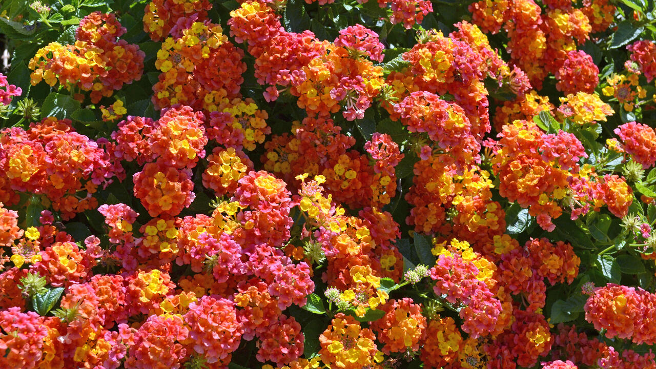 Flowers made up of tiny blooms are red, orange, yellow and pink.