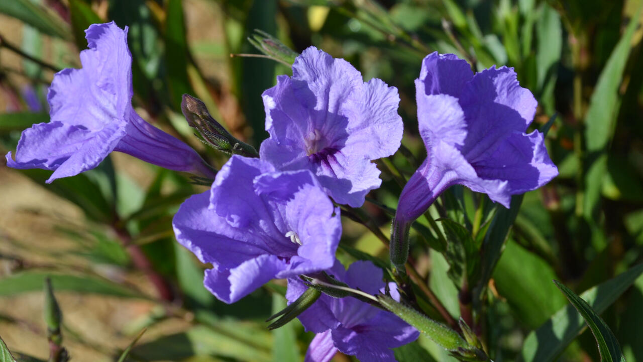 Five purple flowers bloom in a cluster.