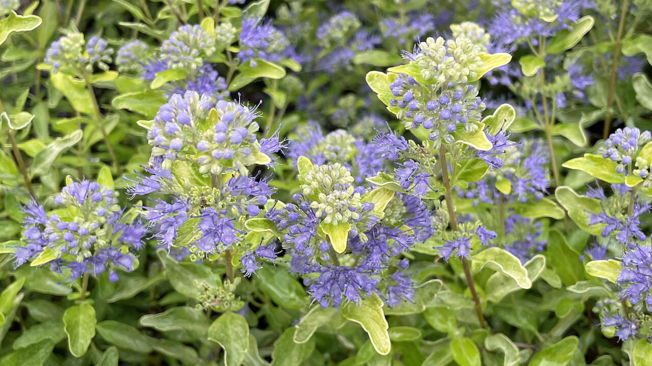 Tiny purple flowers bloom on golden foliage.