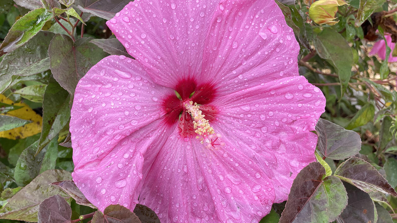 A huge, pink flower has a dark center.