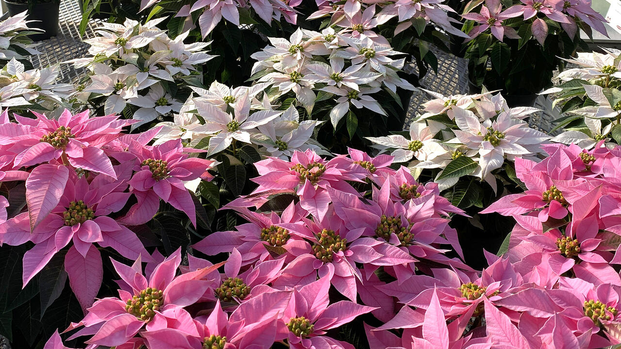 These poinsettias have white or pink bracts.