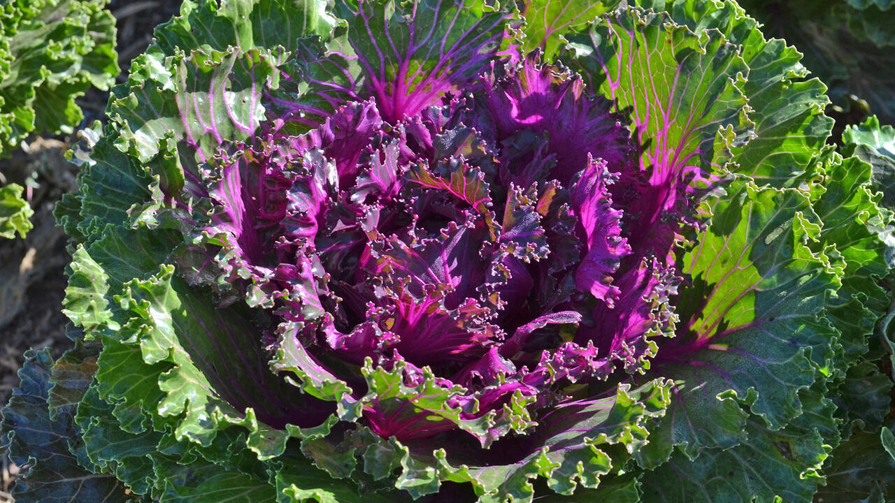 A kale plant has purple leaves surrounded by green leaves.