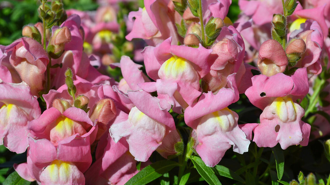 Pink blooms grown on green stems.