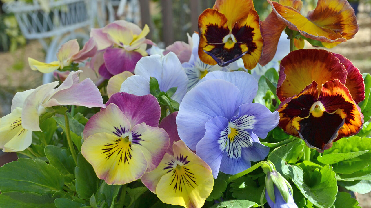 Flowers bloom in an array of colors in deep red, yellow and blue.