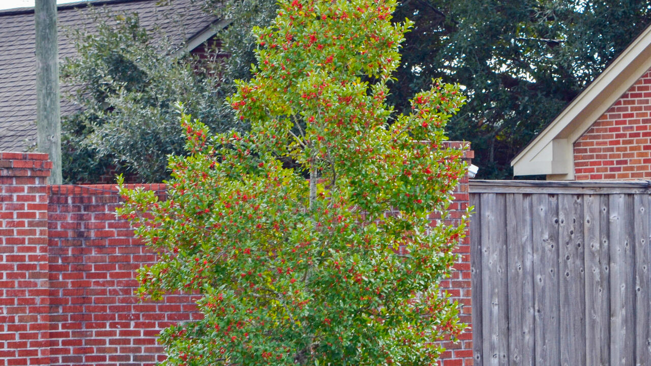 A bush with red berries in a landscape.