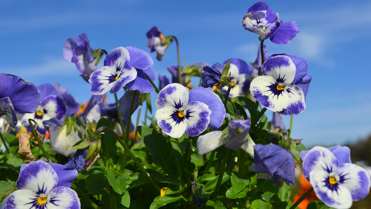 flowerプロフ(必)同封Xページ 710-Zkittles_Main-1.jpg?tr=f-webp