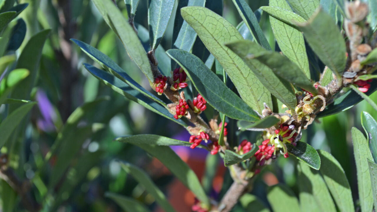 A branch with green leaves has tiny red flowers.