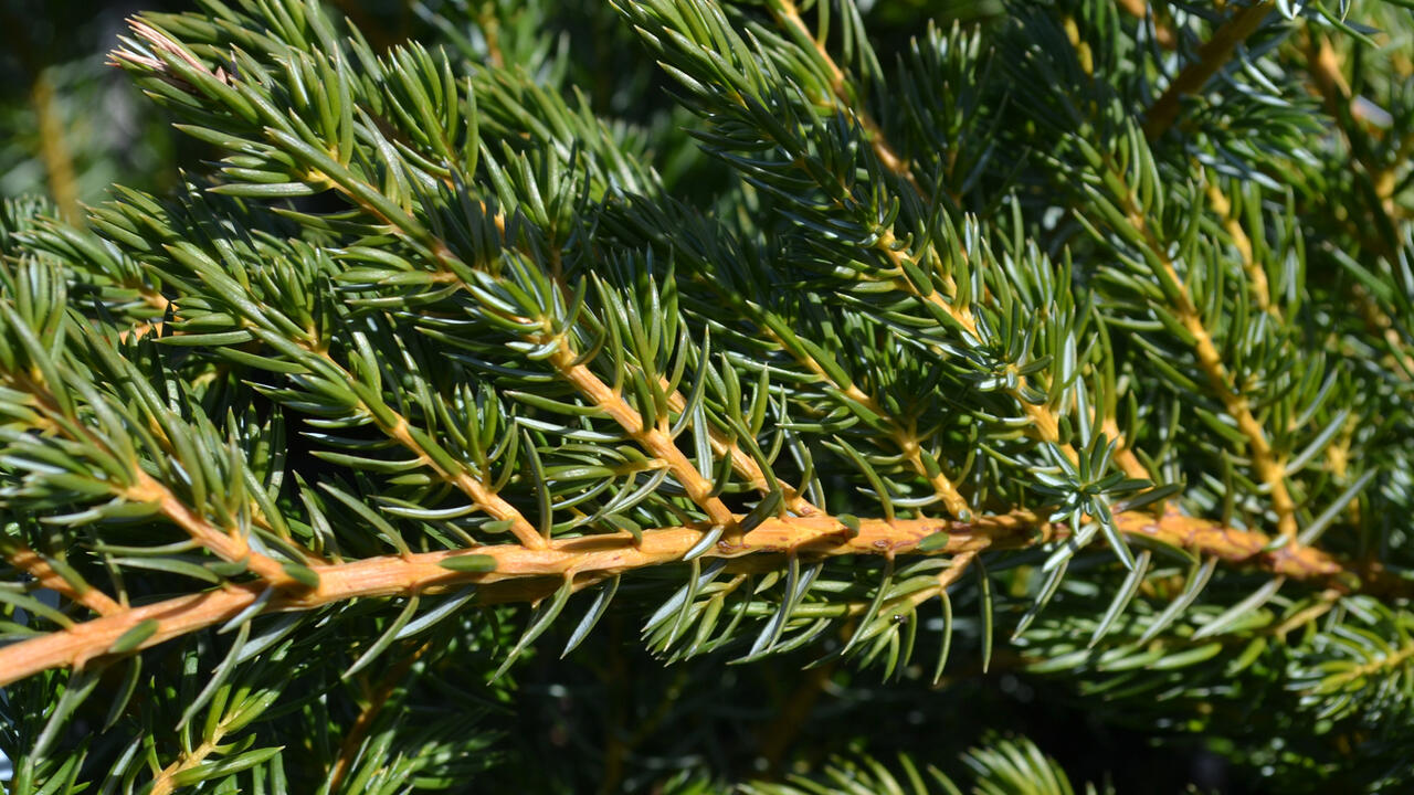 A yellow branch is lined with green needles.