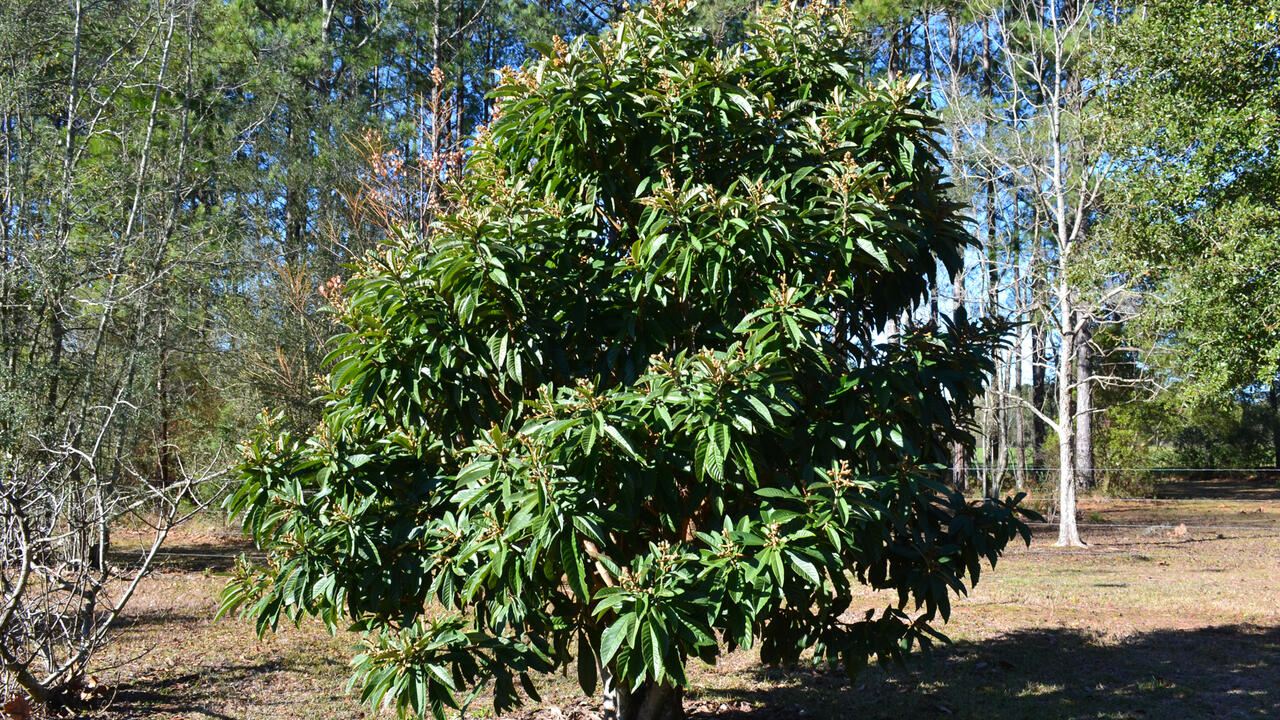A small, rounded tree grows in a landscape.