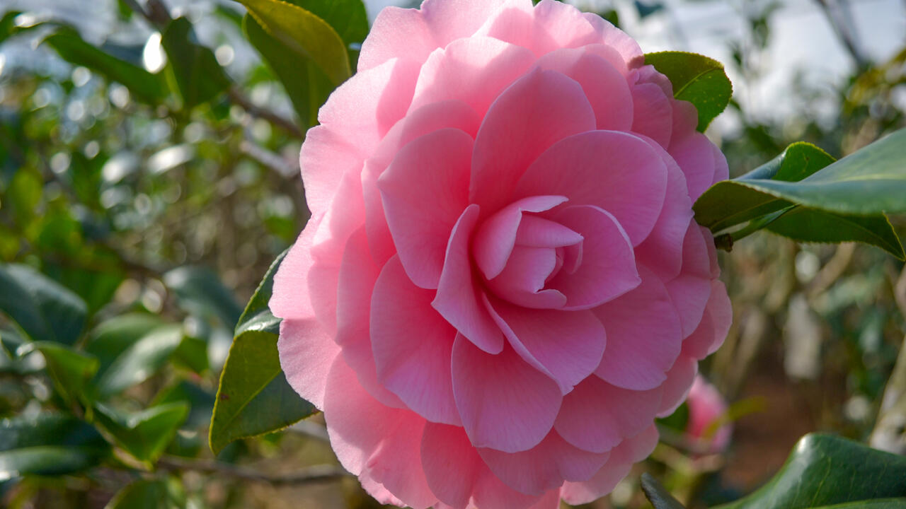 A large, pink bloom resembles an open rose.