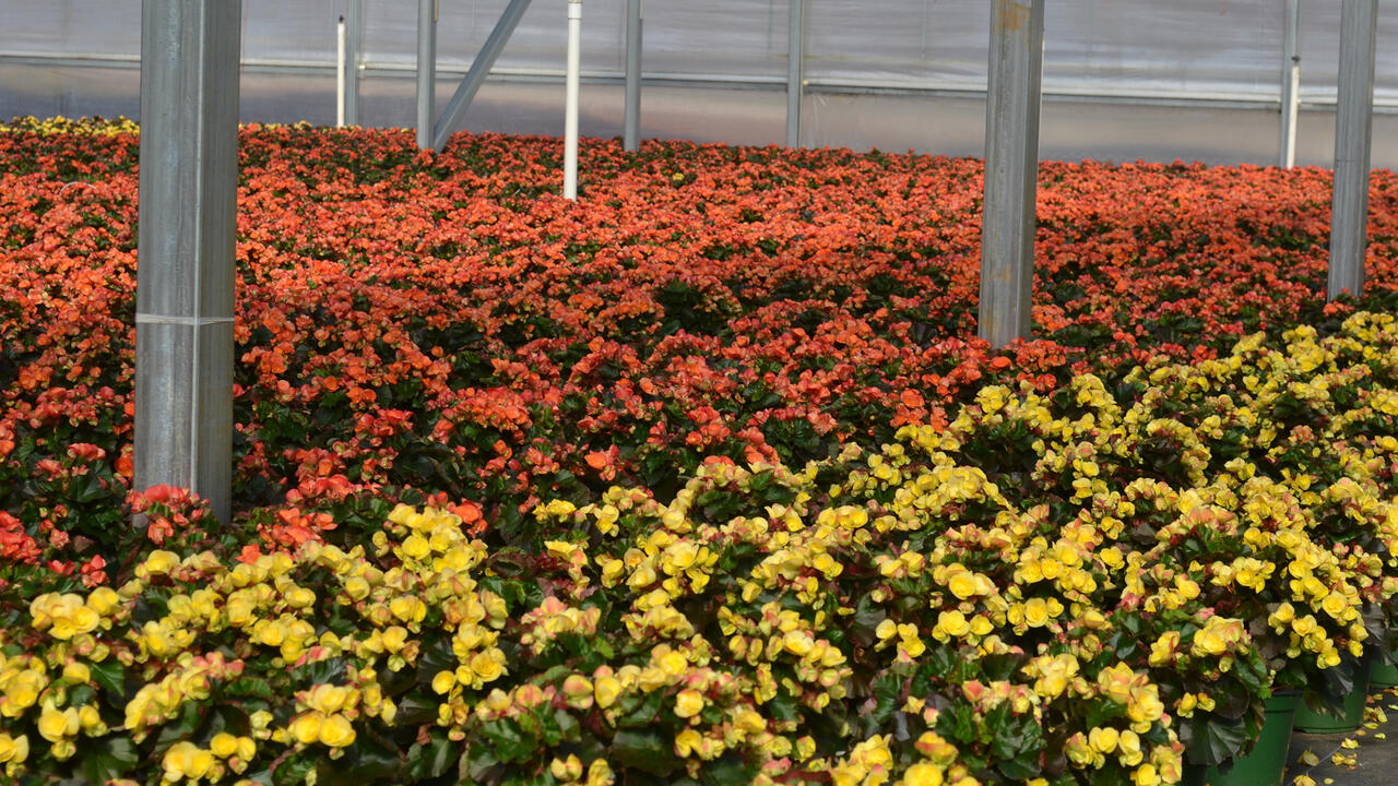 Red and yellow blooms blanket plants in a greenhouse.