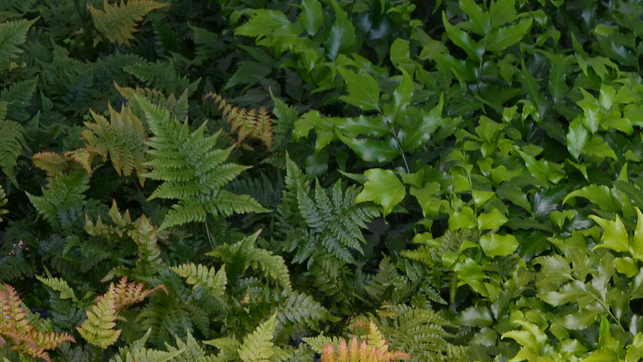 Ferns with two different leaf shapes and colors fill the frame.
