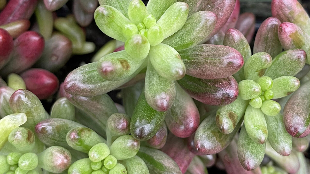 Rounded tips of green succulent leaves are edged in red.