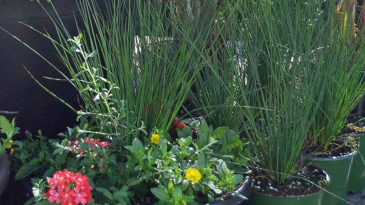 Grassy plants grow in a container with flowers.