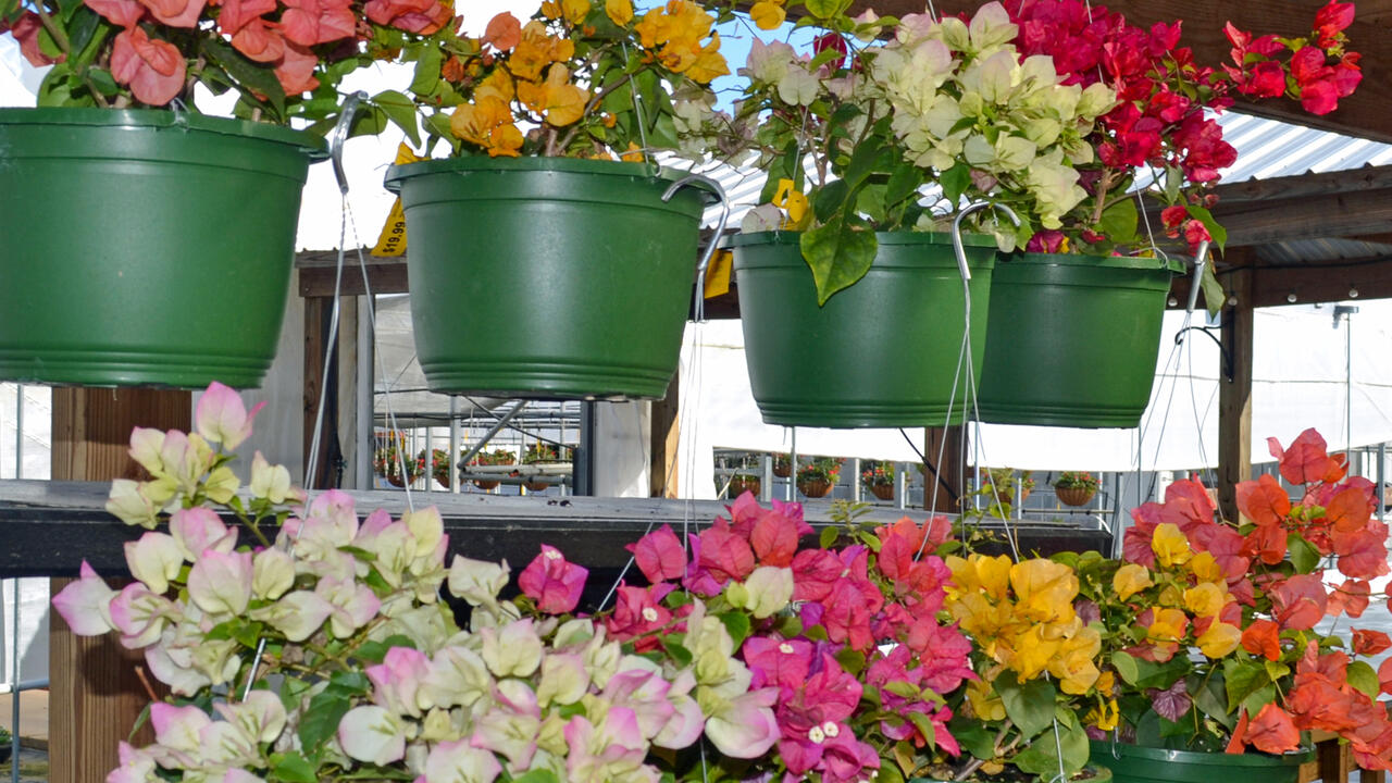 Colorful plants hang in two rows.