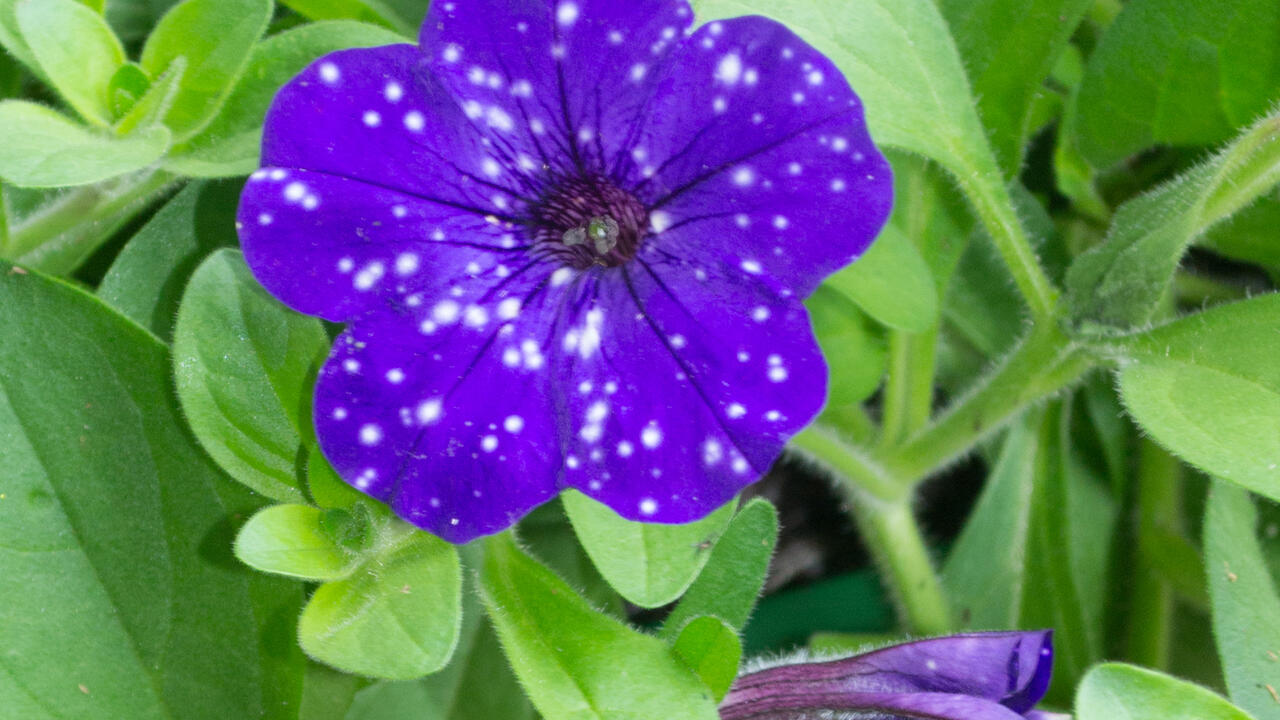 Blue flowers with white spots bloom above green foliage.
