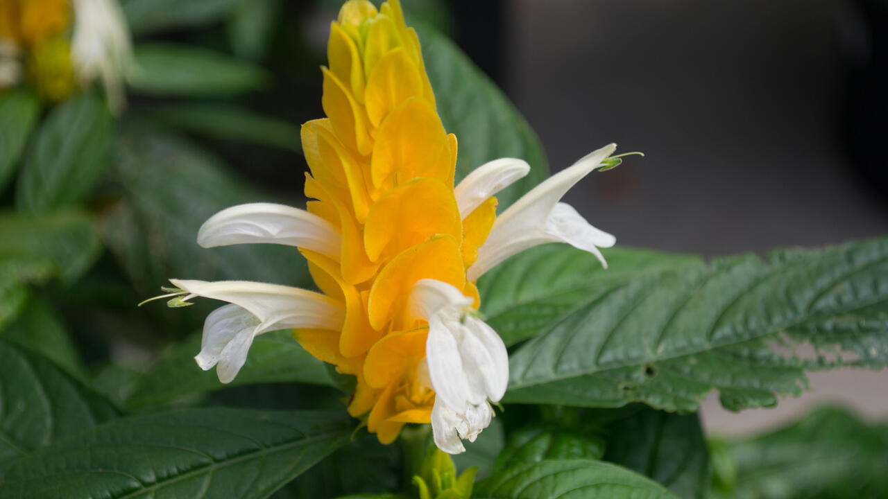 A yellow upright bract has small white flowers.