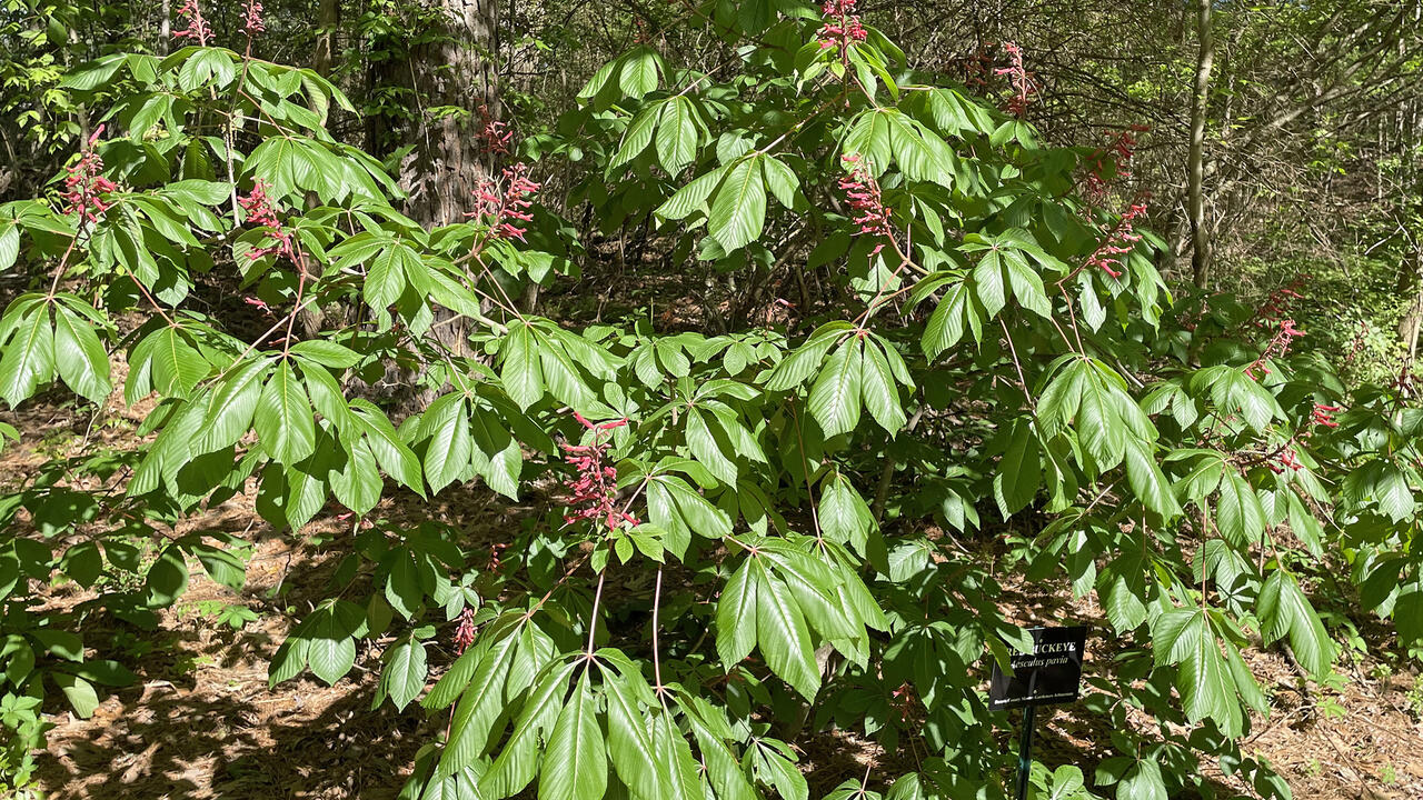 A shrub has clusters of red flowers on stems.