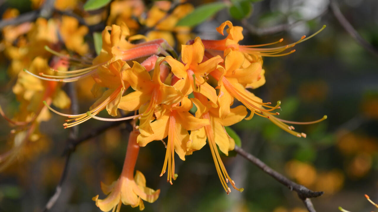 Delicate orange flowers bloom in a cluster.