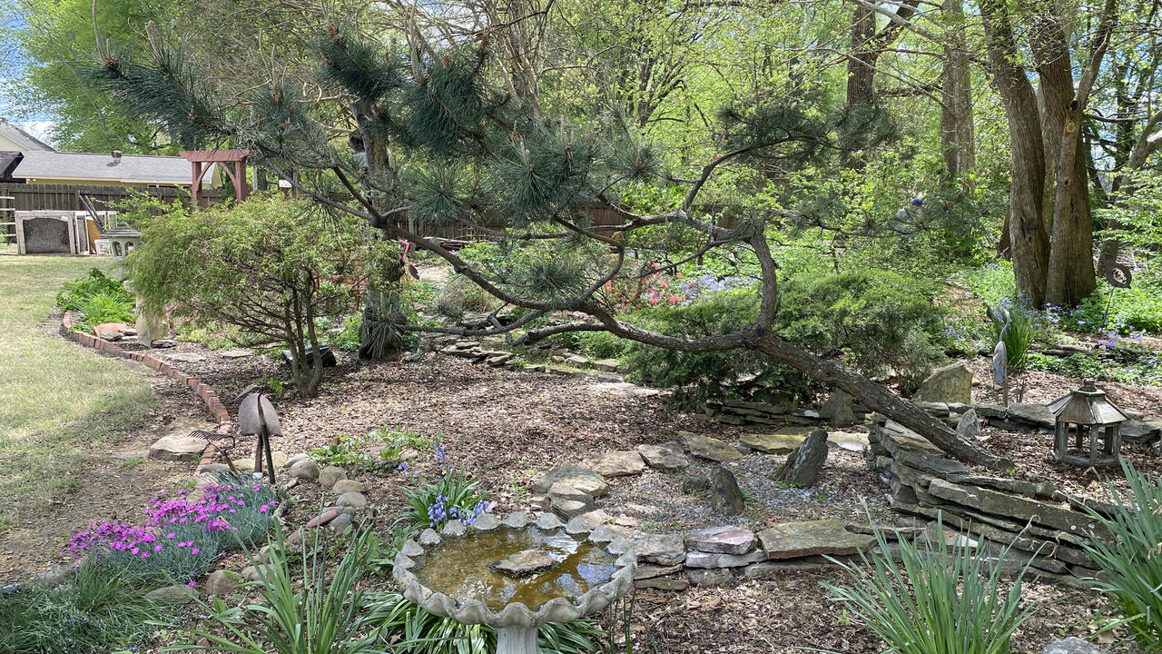A black pine tree grows at an angle in a garden with a birdbath and purple blooms.