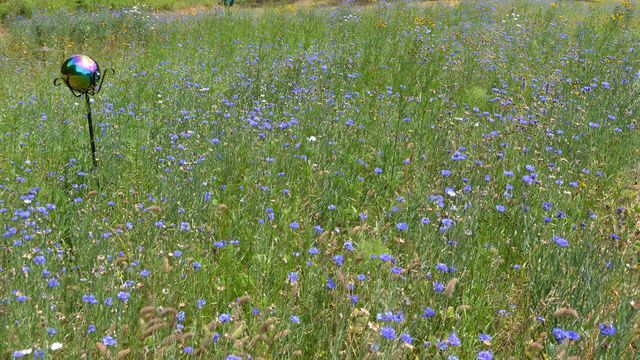 A grassy garden area is topped by delicate purple blooms.
